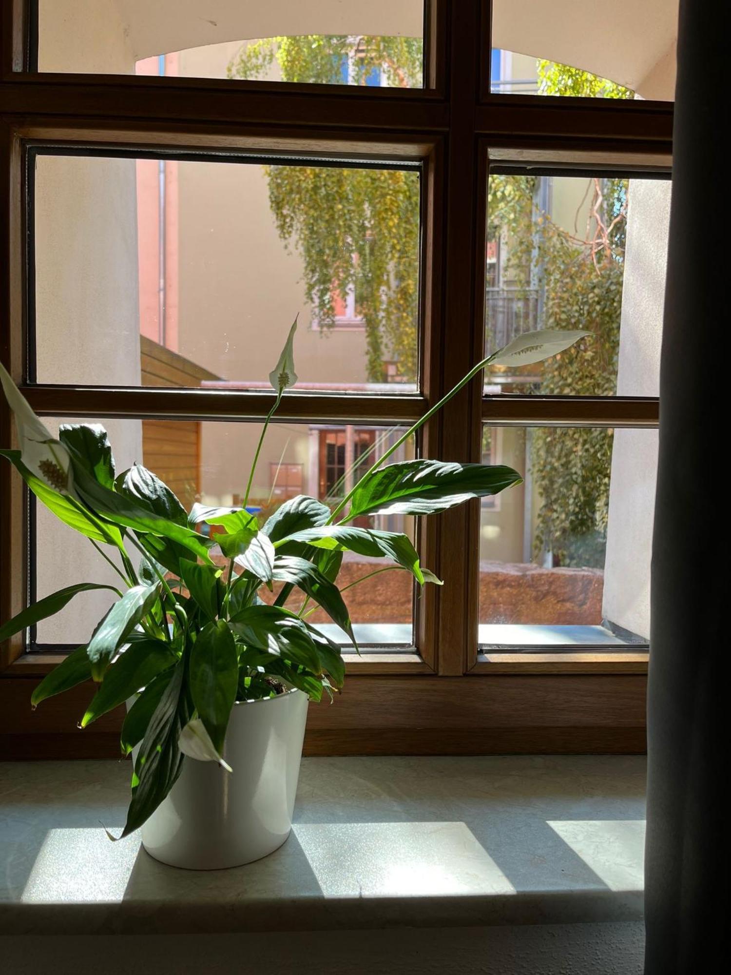 Appartement 5 Predigergasse バウツェン エクステリア 写真